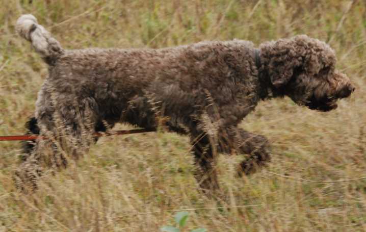 2009_10_03_Lagotto_DSC_9438