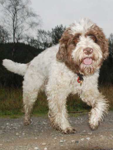 2009_10_03_Lagotto_DSC_9484a