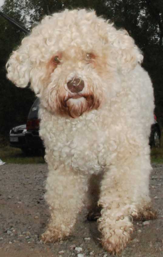 2009_10_03_Lagotto_DSC_9485