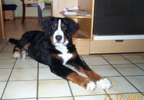 Augenentzündung ?!? "Alles rund um den Hund"